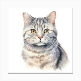 American Shorthair Cat Portrait 2 Canvas Print