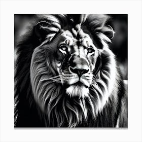 Lion In Black And White Canvas Print