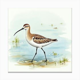 Sandpiper Canvas Print