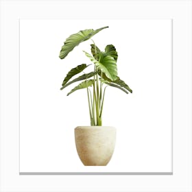 Plant In A Pot Canvas Print