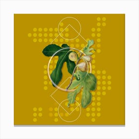 Vintage Figs Botanical with Geometric Line Motif and Dot Pattern n.0387 Canvas Print