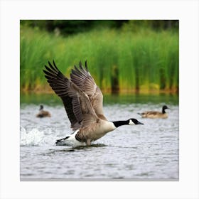 Canadian Geese 23 Canvas Print