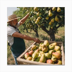 Farmer Picking Pears In The Orchard 1 Canvas Print