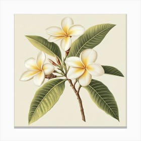 Frangipani Canvas Print