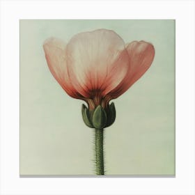 Pink Poppy Canvas Print