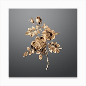 Gold Botanical Austrian Briar Rose on Soft Gray n.2530 Canvas Print