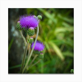 Thistle Flower 20210824 63ppub Canvas Print