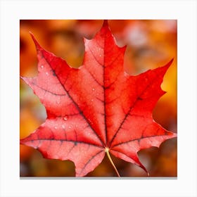 Maple Leaf Canvas Print