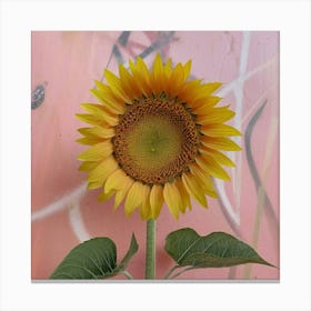 Sunflower pink Canvas Print