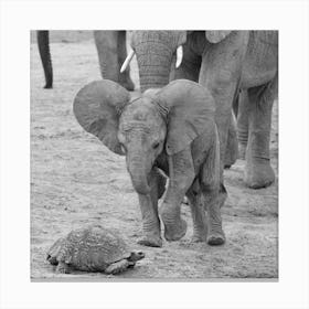 Elephant Baby 9641 Canvas Print