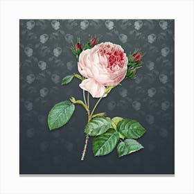 Vintage Centifolia Roses Botanical on Slate Gray Pattern n.2570 Canvas Print