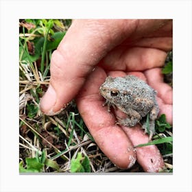 Tiny Frog Canvas Print