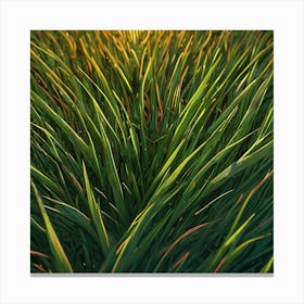 Grass 1 Canvas Print