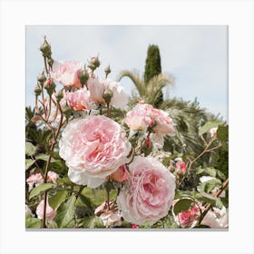 Pink Roses Garden Square Canvas Print