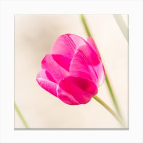 Pink Tulip Botanical Photography Canvas Print