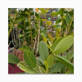 Orchids In A Greenhouse 4 Canvas Print