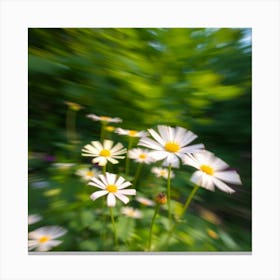 Daisies In Motion Canvas Print