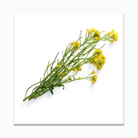 Yellow Flowers On A White Background Canvas Print