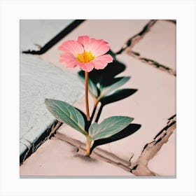 Flower In The Cracks Canvas Print