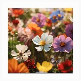 Cosmos Flowers Canvas Print