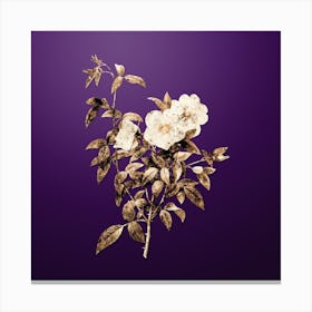 Gold Botanical White Rose of Snow on Royal Purple n.3074 Canvas Print