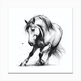 Horse Galloping 9 Canvas Print