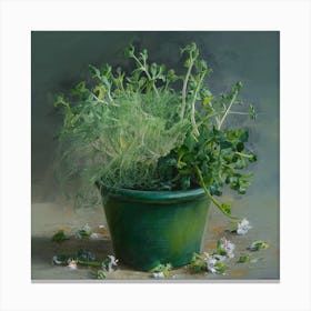 Thyme In A Pot Canvas Print