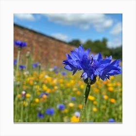 Blue Cornflowers in field | Nature Photography Art Print Canvas Print