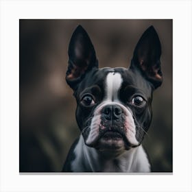 Boston Terrier 2 Canvas Print