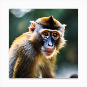 Monkey Stock Photos & Royalty-Free Footage Canvas Print