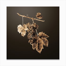 Gold Botanical Grape Colorino on Chocolate Brown n.4413 Canvas Print
