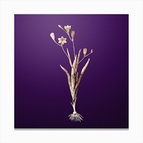 Gold Botanical Ixia Bulbifera on Royal Purple n.0260 Canvas Print