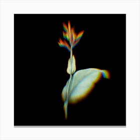 Prism Shift Indian Shot Botanical Illustration on Black n.0089 Canvas Print