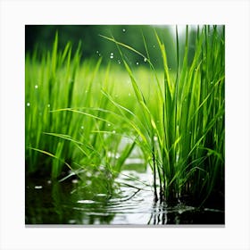 Grass Plant Reed Green Background Nature Closeup Garden Flora Growth Leaf Summer Spring (1) Canvas Print