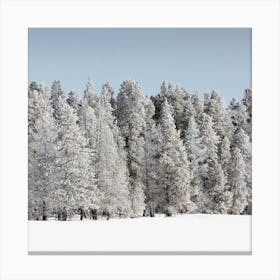 Winter Trees Yellowstone National Park Canvas Print