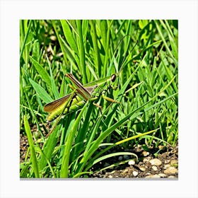 Grasshoppers Insects Jumping Green Legs Antennae Hopper Chirping Herbivores Garden Fields (15) Canvas Print
