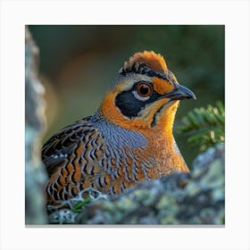 Pheasant 4 Canvas Print