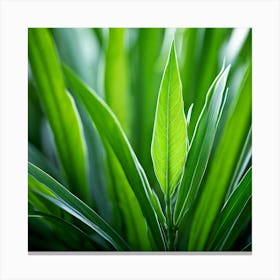 Ecology Plant Green Nature Garden Flora Fresh Leaf Summer Natural Environment Spring Gra (3) Canvas Print