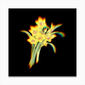 Prism Shift Chinese Sacred Lily Narcissus Tazetta Botanical Illustration on Black n.0197 Canvas Print