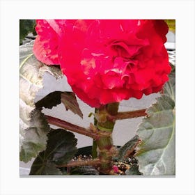 Begonia 9 Canvas Print