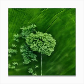 Aerial View Of A Tree In A Field Canvas Print