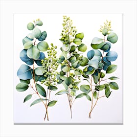 Eucalyptus art Canvas Print