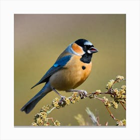 Rufous Tit Canvas Print