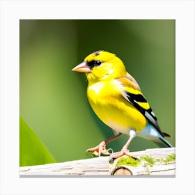 Goldfinch 17 Canvas Print