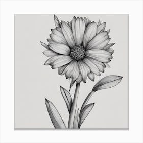 Daisy Canvas Print