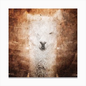 Llama Canvas Print