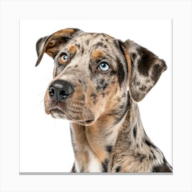 Catahoula Leopard Dog Portrait Stampe su tela