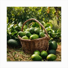 Green Avocados In A Basket On The Grass Canvas Print