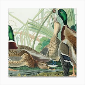 Mallard Ducks Canvas Print