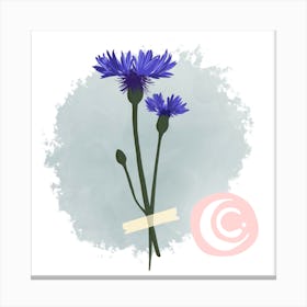 Cornflower (Water Flower) Canvas Print